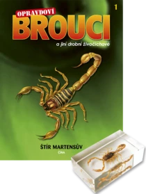 Opravdoví brouci II